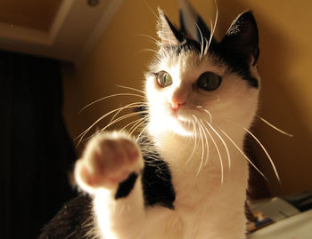 Close-up portrait of a cat