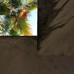 Close-up of palm tree against sky