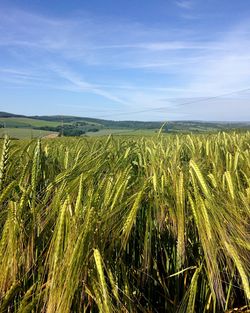 Crops growing on field against blue sky