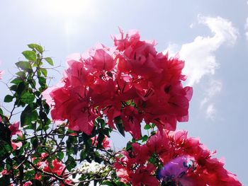 Low angle view of red flowers blooming against sky