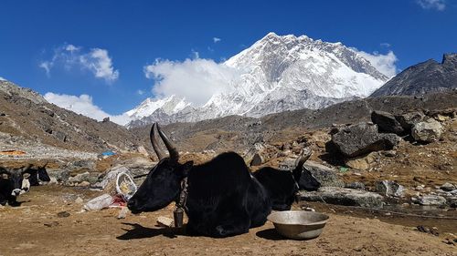 View of a horse on mountain