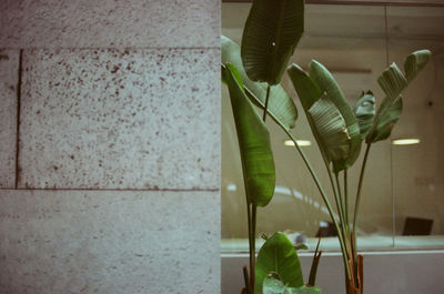 Close-up of potted plant against wall at home