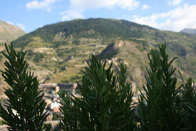 Plants growing on landscape against sky