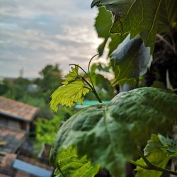 Close-up of fresh green leaves against sky