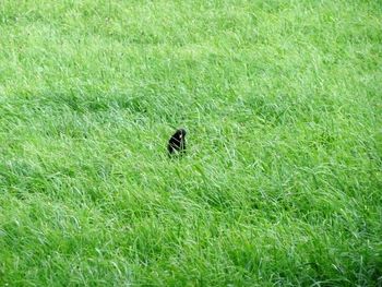 Bird on grass in field