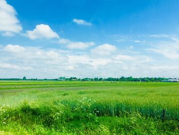 Scenic view of agricultural field against sky