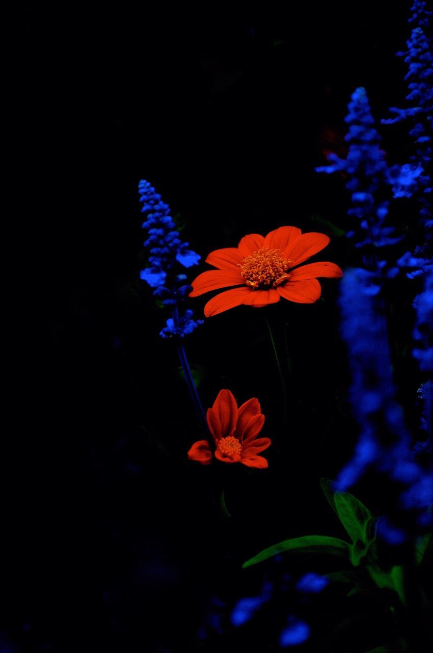flower, fragility, petal, beauty in nature, close-up, flower head, nature, freshness, orange color, blue, purple, growth, stem, plant, no people, single flower, blooming, outdoors, night, in bloom