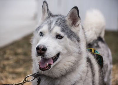 Close-up of dog