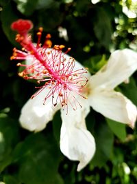 Close-up of fresh flower blooming outdoors