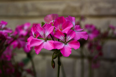 Close-up of pink flowers