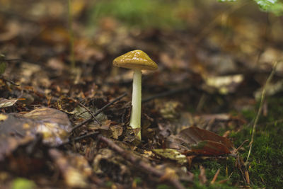 Single mushroom growing on the forest floor in early autumn