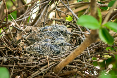 Close-up of dead bird