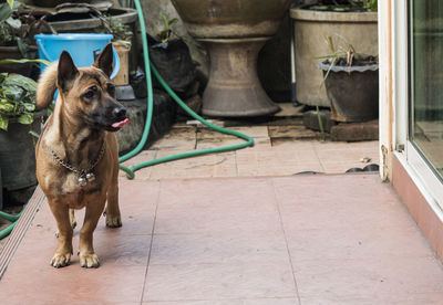 Dog standing outdoors