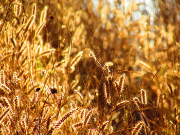 Close-up of plant growing on field