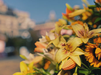 Close-up of yellow flowering plant