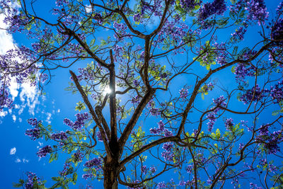 Low angle view of flowering tree against blue sky