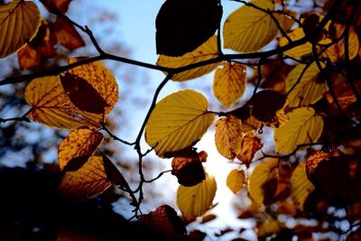 Low angle view of leaves on tree