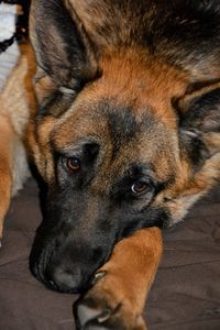 Close-up portrait of dog