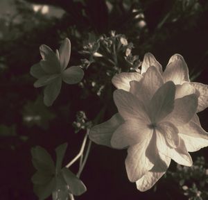 Close-up of flowers