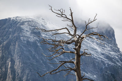 Bare tree on snow covered mountain against sky