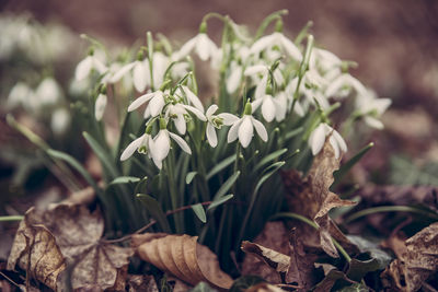 Close-up of flowers