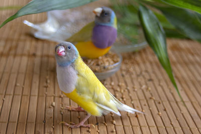 Tropical birds at home with a stump, bowl of grain, bamboo leaves, and a bathtub.