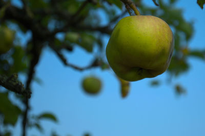 Low angle view of fruits on tree