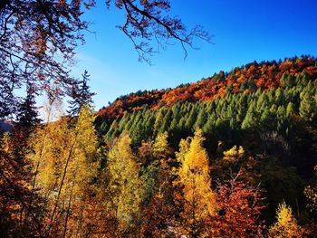 Scenic view of autumnal trees against sky