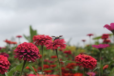 Close-up of red flowers