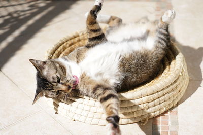 High angle view of tabby kitten in basket