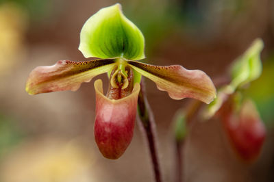 Close-up of red flowering plant