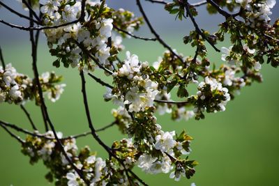 Low angle view of cherry blossoms in spring