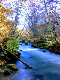 River amidst trees in forest