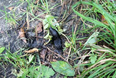 High angle view of bird on field