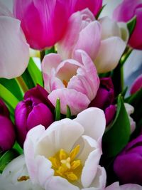 Close-up of pink tulips