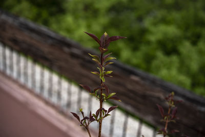Close-up of plant against blurred background