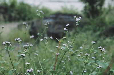 Flowers blooming in park