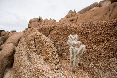 Small cactus growing in crack in stone joshua tree national park