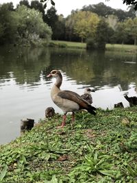 Ducks on a lake