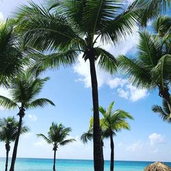 Low angle view of palm trees at beach