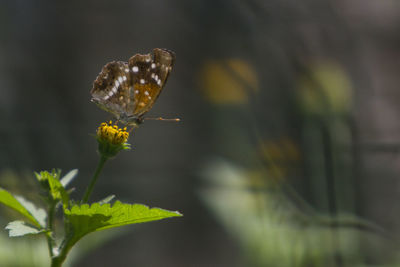 Close-up of butterfly on plant