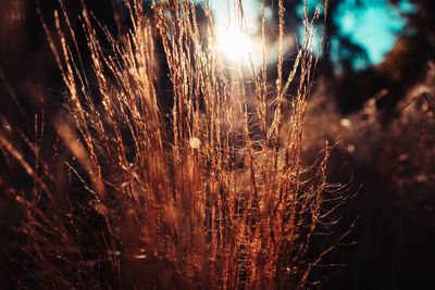 Close-up of plants growing on field against sky at sunset