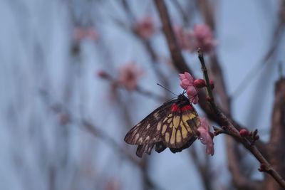 Close-up of butterfly on flower