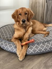 Portrait of dog resting