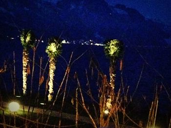 Trees against sky at night