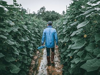 Rear view of man walking on farm