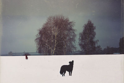 Two dogs on snow covered landscape