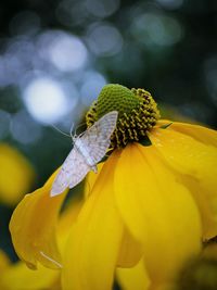 Close-up of butterfly pollinating on yellow flower