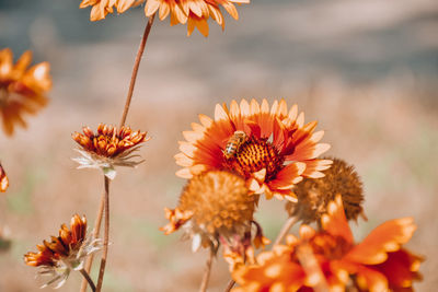 Close-up of flowering plant