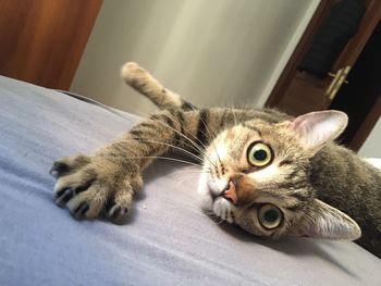 Close-up portrait of a cat